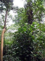 Singapore - Bukit Timah