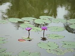 Pulau Ubin