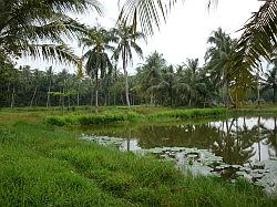 Pulau Ubin