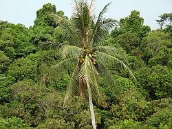 Pulau Ubin