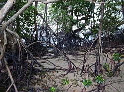 Pulau Ubin