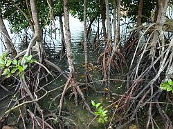 Pulau Ubin