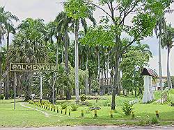 Palmentuin achter het paleis van de President