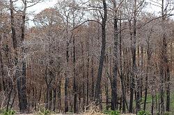 Bastrop en Buescher State Park