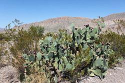 Big Bend National Park