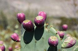 Big Bend National Park