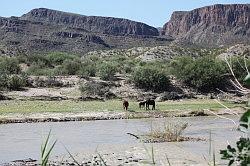 Big Bend Ranch National Park - mexicaanse paarden aan de overkant van de Rio Grande