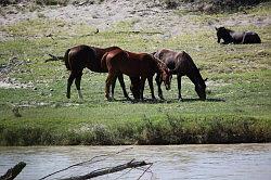 Big Bend Ranch National Park - mexicaanse paarden aan de overkant van de Rio Grande