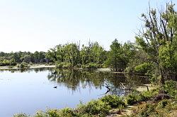 Sabine national forest