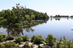 Sabine national forest