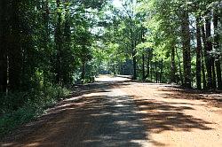 Sabine national forest