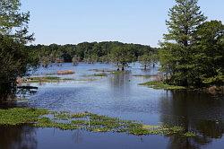 Sabine national forest