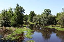 Sabine national forest