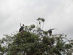 Kampala - de hoofdstad van Uganda; kraanvogels midden in de stad