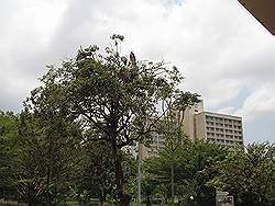 Kampala - de hoofdstad van Uganda; kraanvogels midden in de stad