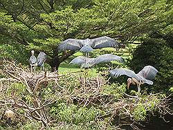 Kampala - de hoofdstad van Uganda; kraanvogels midden in de stad