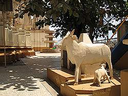 Kampala - de hoofdstad van Uganda; Hindoestaanse tempel - de heilige koe
