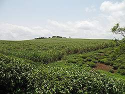 Onderweg naar Jinja - veel suikerriet en theeplantages langs de weg