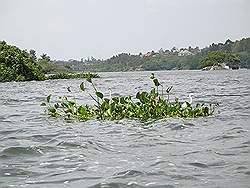 Jinja: source of the nile - boottocht; veel waterplanten die oorspronkelijk uit Zuid Amerika komen en hier in het water zijn terechtgekomen : ze verstikken het leven in het Victoriameer