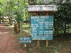 Mabira forest