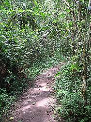 Mabira forest