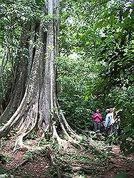 Mabira forest