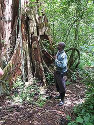 Mabira forest