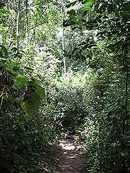 Mabira forest