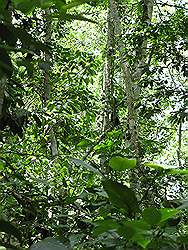 Mabira forest - zoekplaatje; wilde apen in de bomen