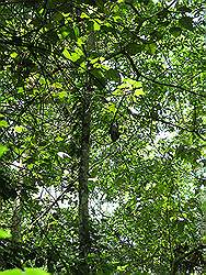 Mabira forest - zoekplaatje; wilde apen in de bomen