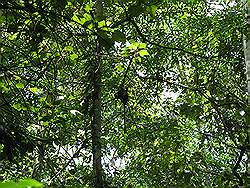 Mabira forest - zoekplaatje; wilde apen in de bomen