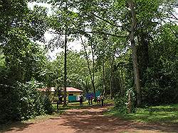 Mabira forest