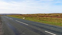 North York Moors