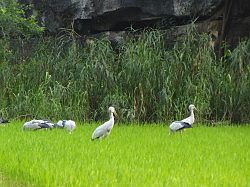 Vietnam - Tam Coc