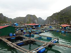 Vietnam - Halong Bay