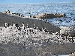 Simon's Town - pinguïn kolonie