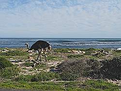Natuurpark 'Kaap de Goede Hoop' - struisvogel langs de weg