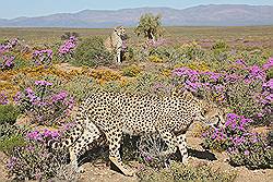 Safari - Cheeta's