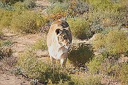 Safari - Leeuwin