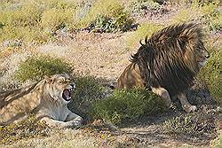 Safari - Leeuwin en leeuw