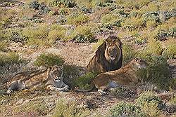 Safari - de familie leeuw