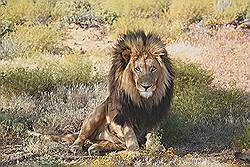 Safari - Leeuw