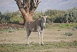 Safari - common eland