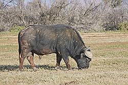 Safari - buffel