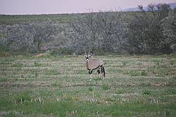 Safari - oryx of spiesbok