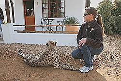 Safari - 's morgens worden de tamme Cheeta's uitgelaten