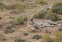 Safari - Cheeta; ze zijn een beetje lui vanmorgen - het is geen etenstijd