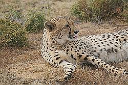 Safari - Cheeta; ze zijn een beetje lui vanmorgen - het is geen etenstijd
