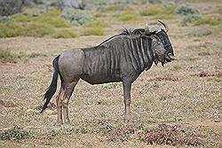 Safari - Gnoe of Wildebeest