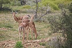 Safari - impala of rooibok 